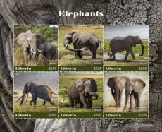 LIBERIA ELEPHANTS 2020/01